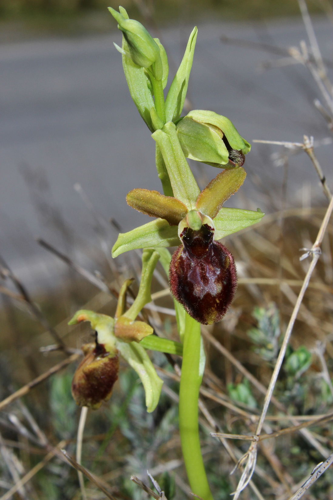 Ophrys arachnitiformis a confronto